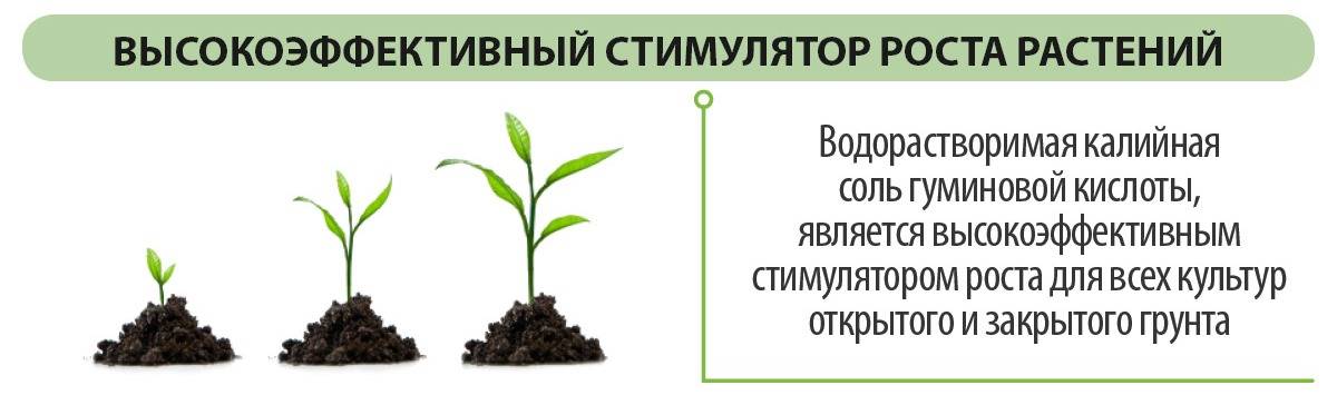 Выращивание орхидеи в воде: описание метода, рекомендации, отзывы - sadovnikam.ru