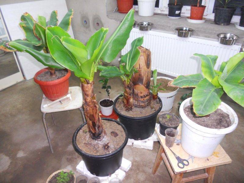 Как вырастить банановое дерево в домашних условиях