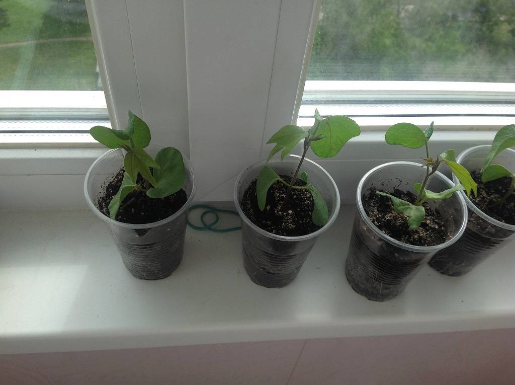 Как вырастить хлопчатник из семян дома и на даче: полезные советы и рекомендации по выращиванию.