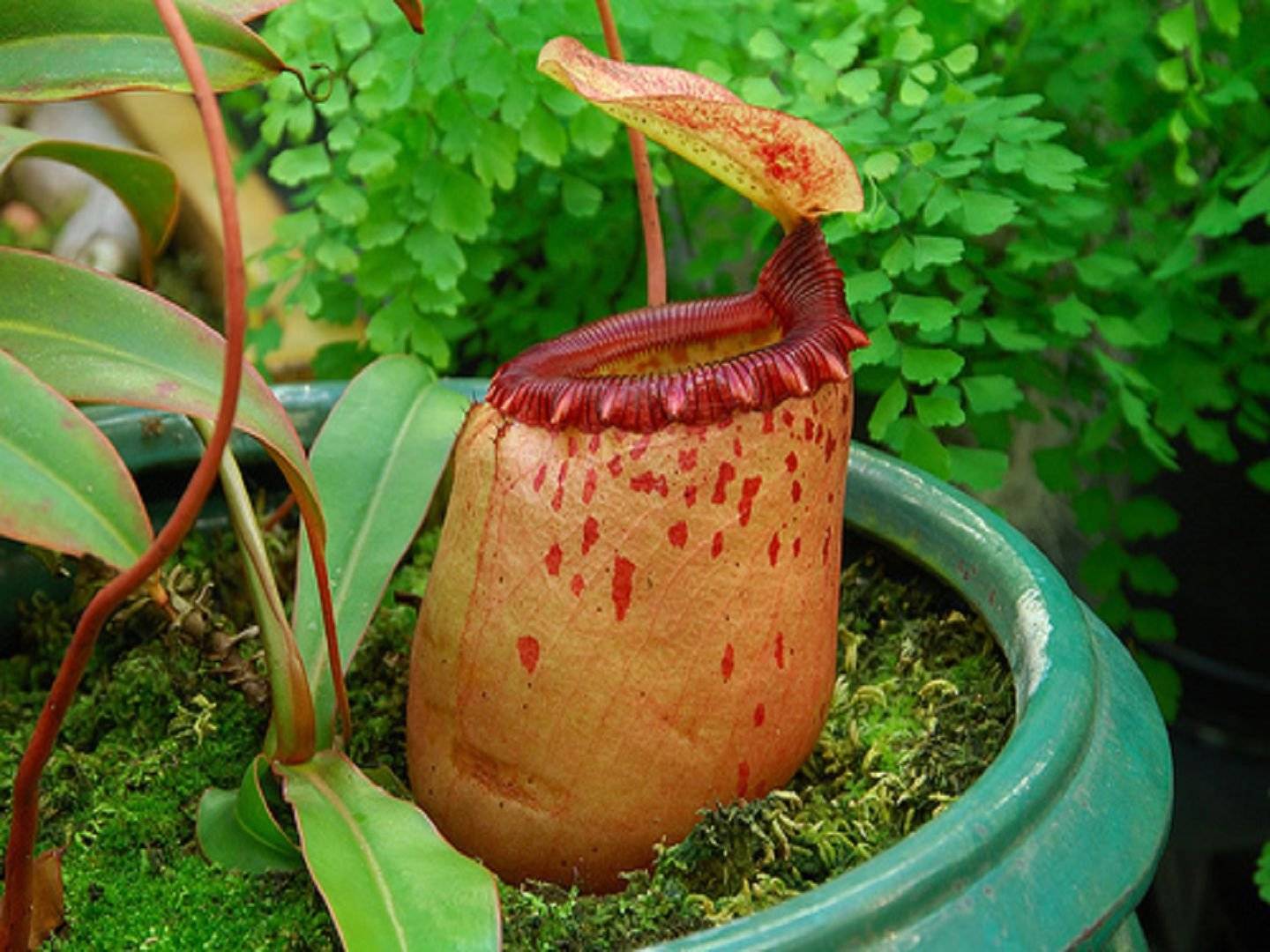 Растение хищник непентес уход в домашних условиях размножение непентес виды описание и фото