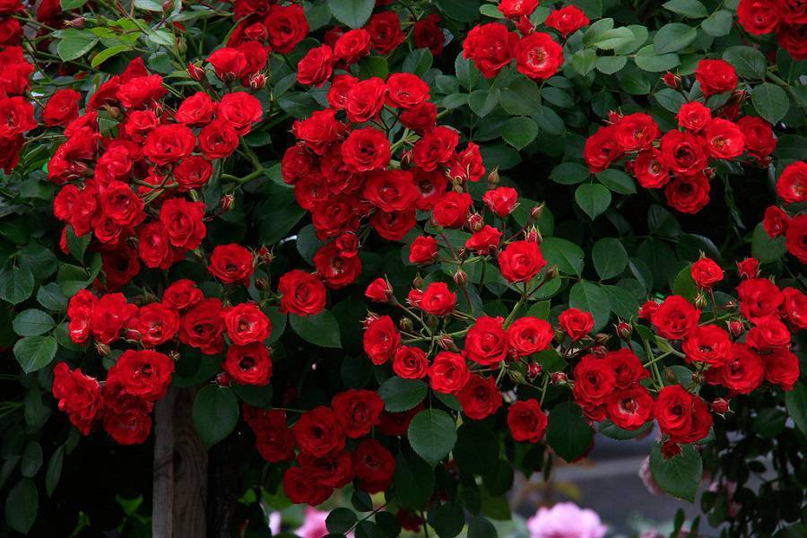 Классификация и сорт розы скарлет