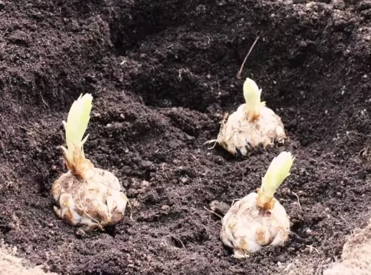 Пересадка лилий осенью: как разделить луковицы, сделать лунки и посадить на новом месте