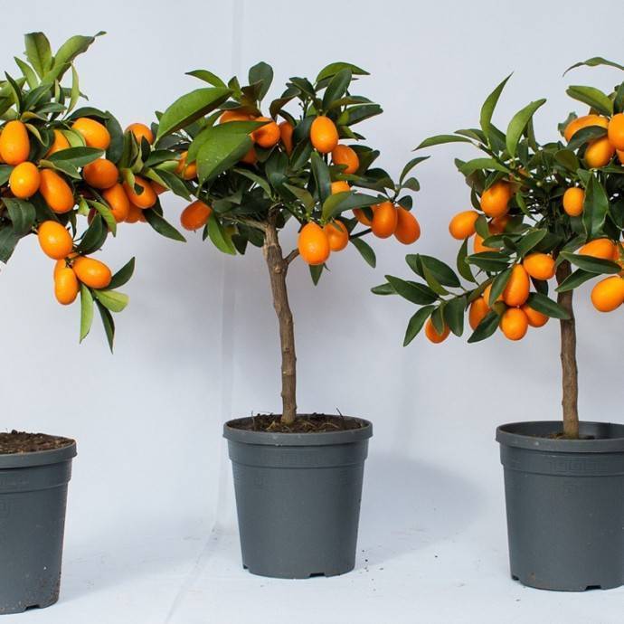 Апельсиновое дерево (фото). как вырастить апельсиновое дерево из косточки в домашних условиях?