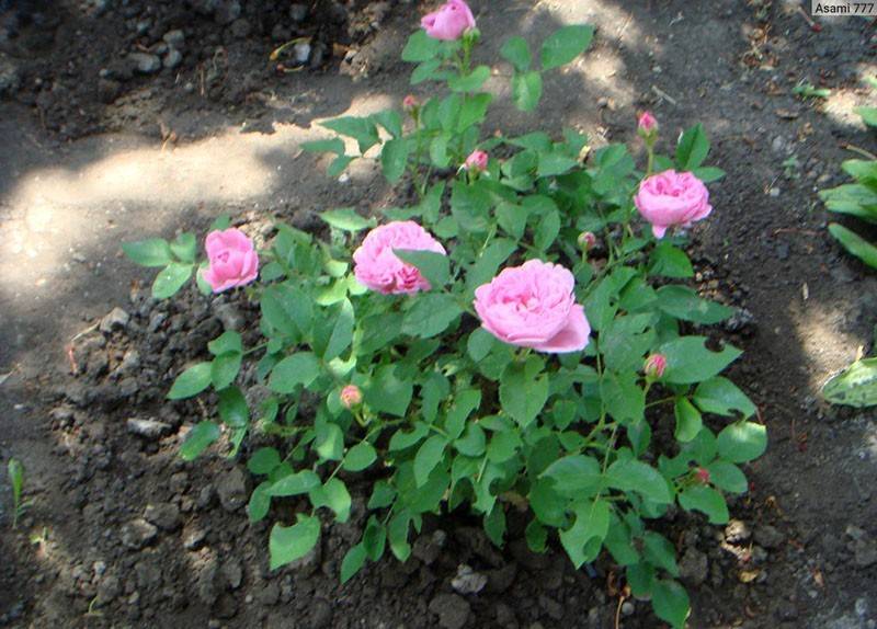 Как сажать и выращивать розы дэвида остина