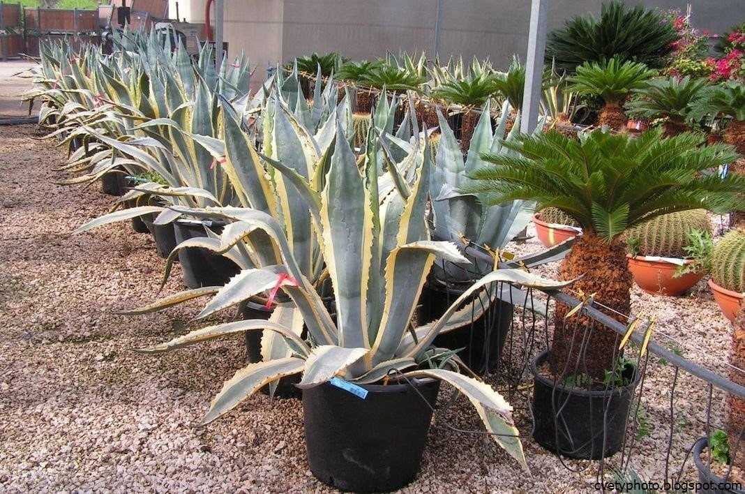 Растение агава (agave): описание рода, как выращивать суккулент