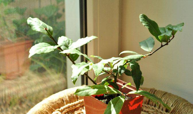 Лавровое дерево в домашних условиях- условия выращивания