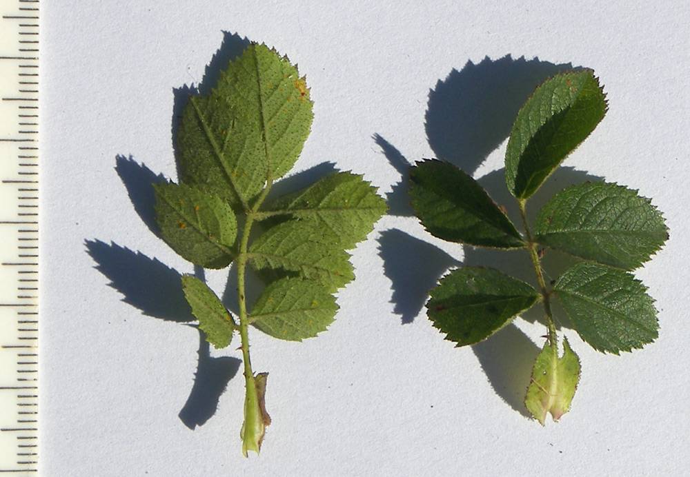 Как определить, роза или шиповник: основные отличия по листьям и побегам