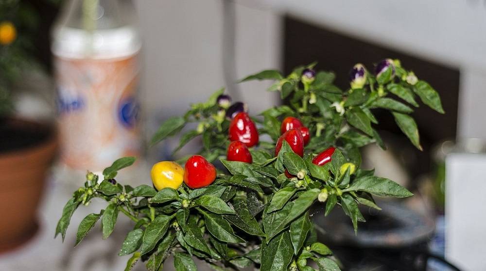 Комнатный острый перец — сорта и особенности выращивания. уход в домашних условиях. фото — ботаничка