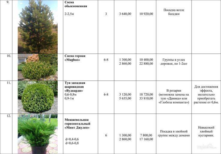 Каталог хвойных растений для вашего сада (75+ фото) +отзывы