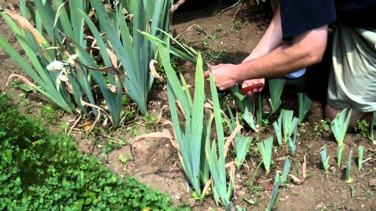 Можно ли лилейник выращивать как комнатное растение