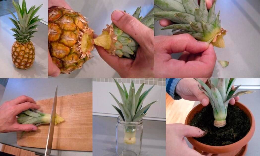 Цветение и плодоношение ананасов в домашних условиях