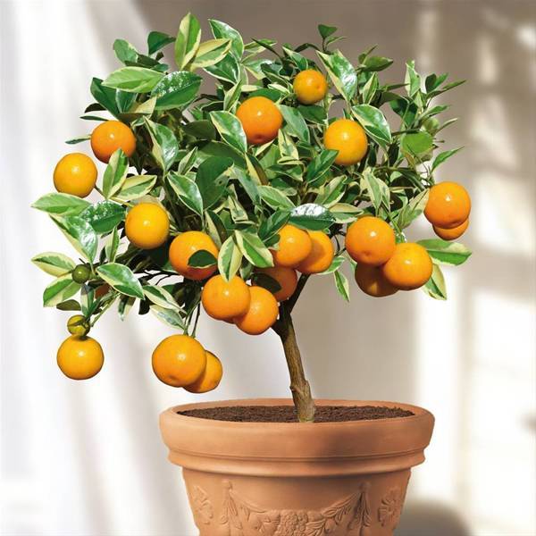 Апельсиновое дерево (фото). как вырастить апельсиновое дерево из косточки в домашних условиях? :: syl.ru