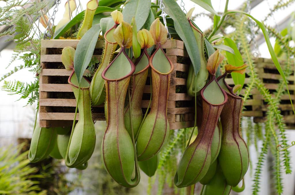 Венерина мухоловка: выращиваем растение-хищник самостоятельно