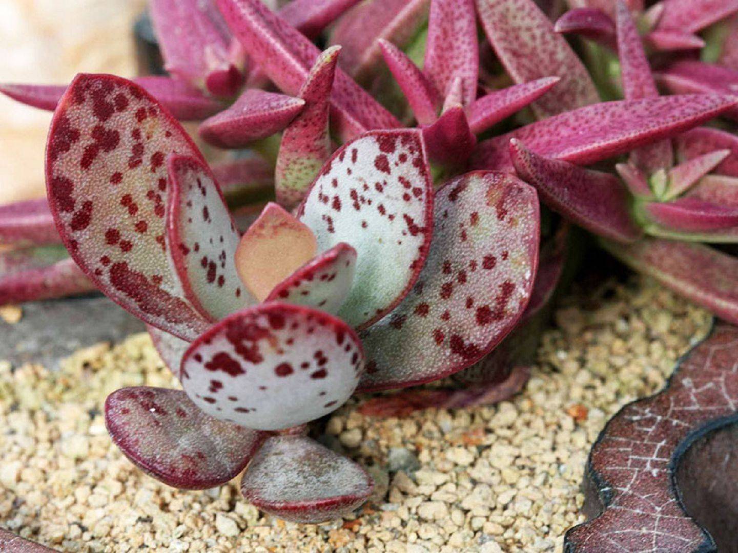 Неприхотливый адромискус пятнистый - комнатное растение с экзотическими листьями, прекрасный экземпляр для суккулентных садиков.