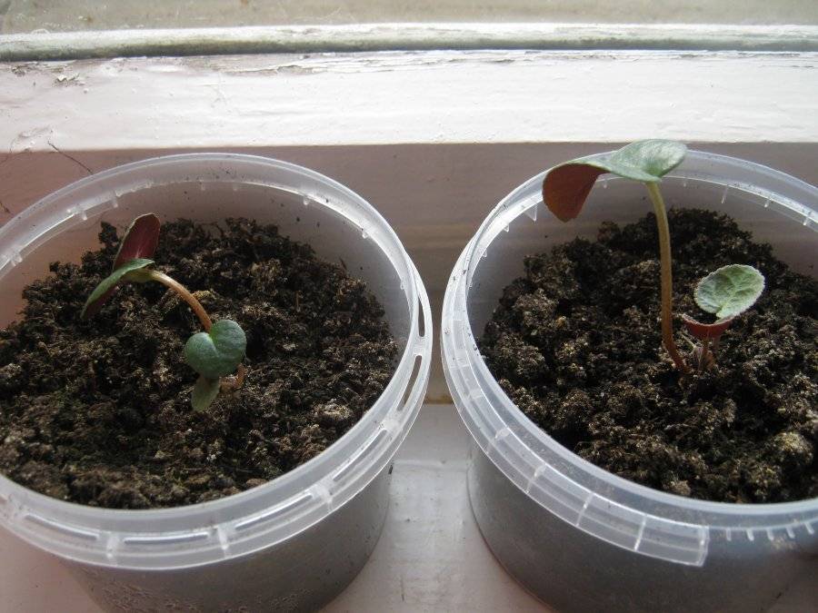 Легкий способ выращивания цикламен из семян своими руками