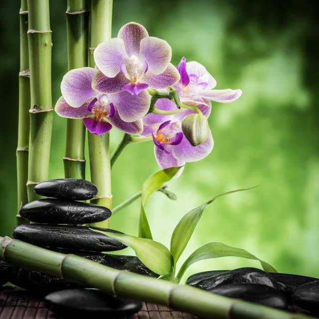Изящная орхидея: можно ли держать дома и какое значение имеет цветок?