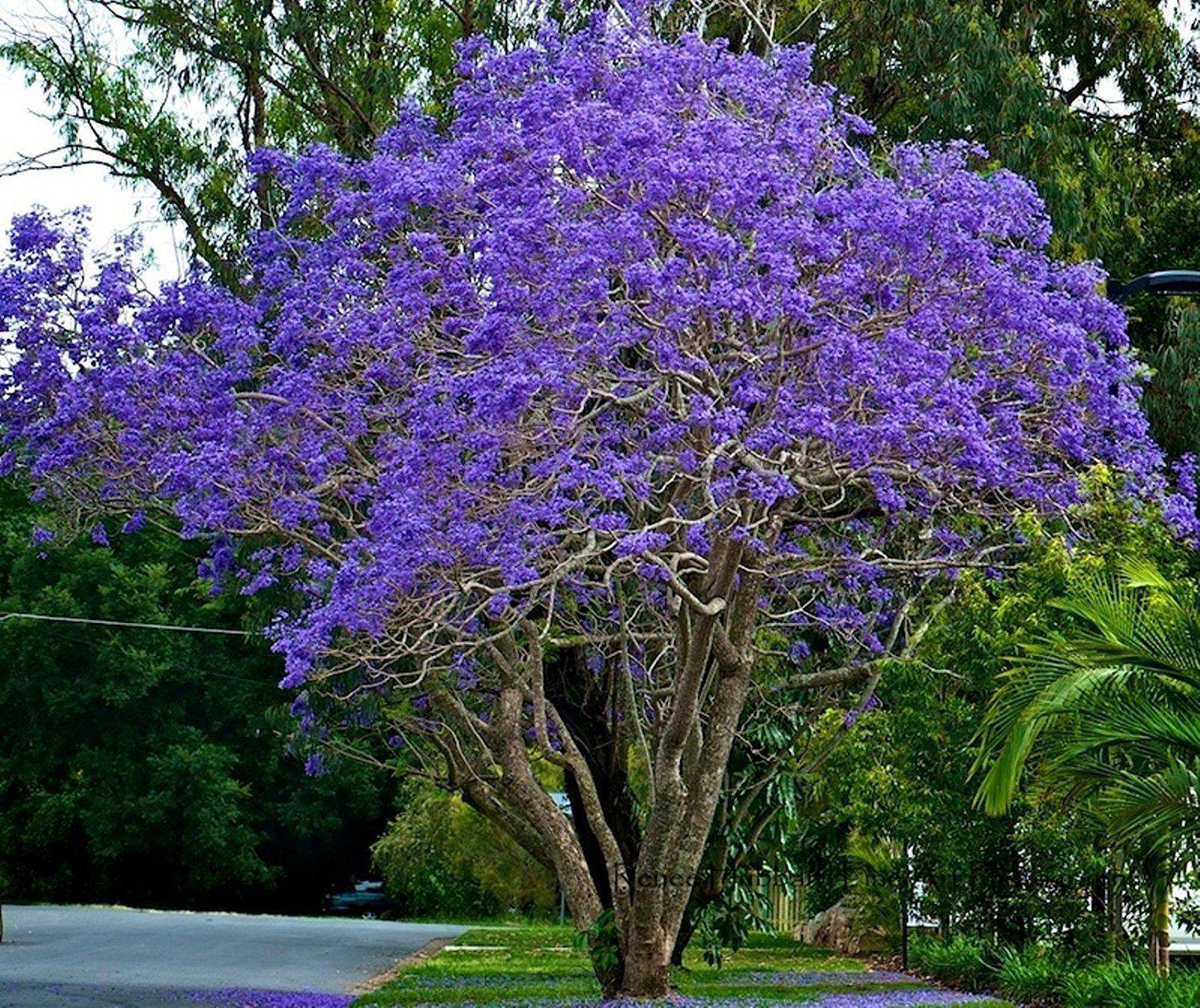 Жакаранда, или палисандровое дерево
