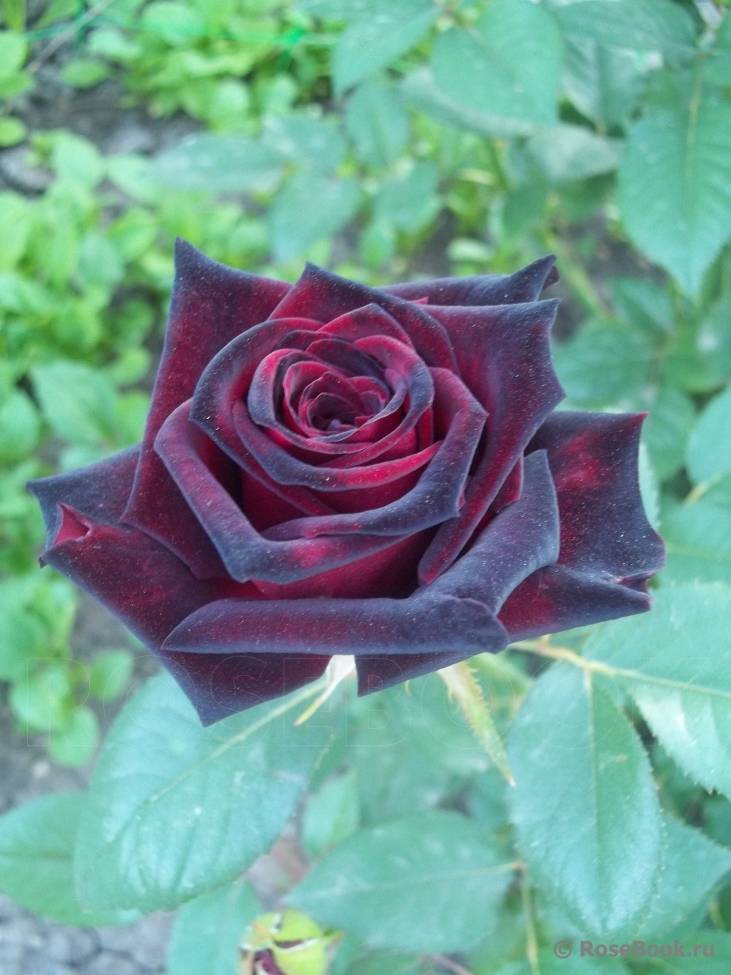 Черные розы — цветы с необычным оттенком