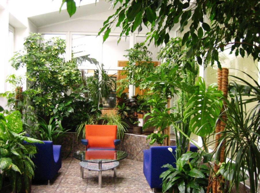 Какие растения есть в школе. комнатные растения в интерьере школы