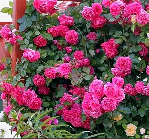 Плетистая роза лагуна: описание и фото