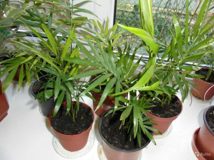 Хамедорея: уход в домашних условиях, описание основных видов, размножение и пересадка бамбуковой пальмы