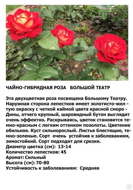Чайно гибридные розы — сорта, описание, фото
