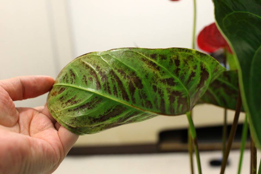Какими бывают болезни листьев антуриума и как их лечить? - агро журнал "ru поле"