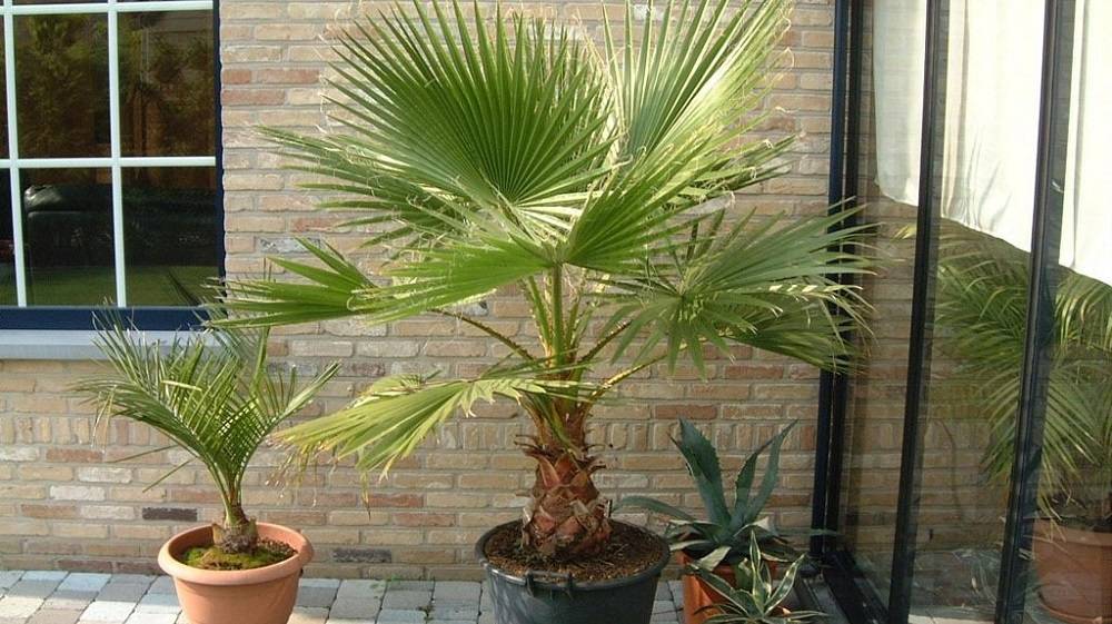 Какие комнатные растения бывают похожи на пальму: описание и их разновидности