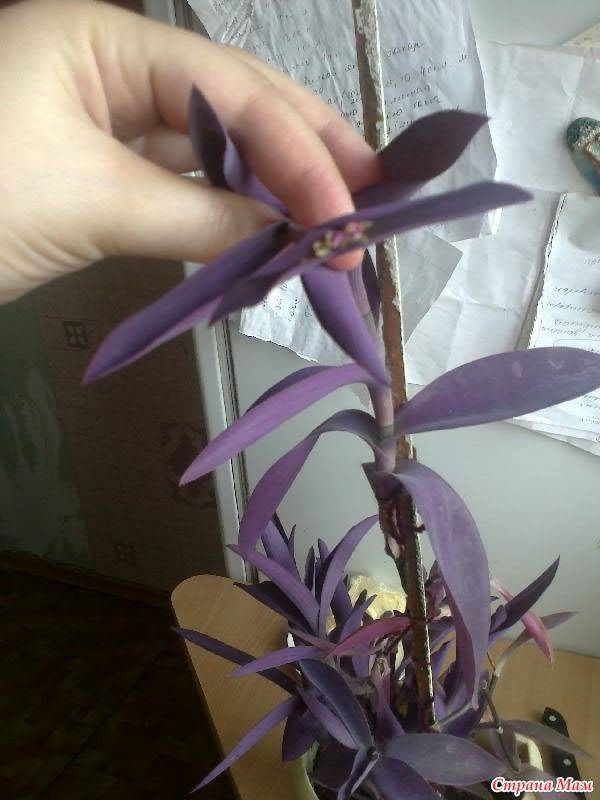 Растение традесканция сеткреазия пурпурная, уход в домашних условиях