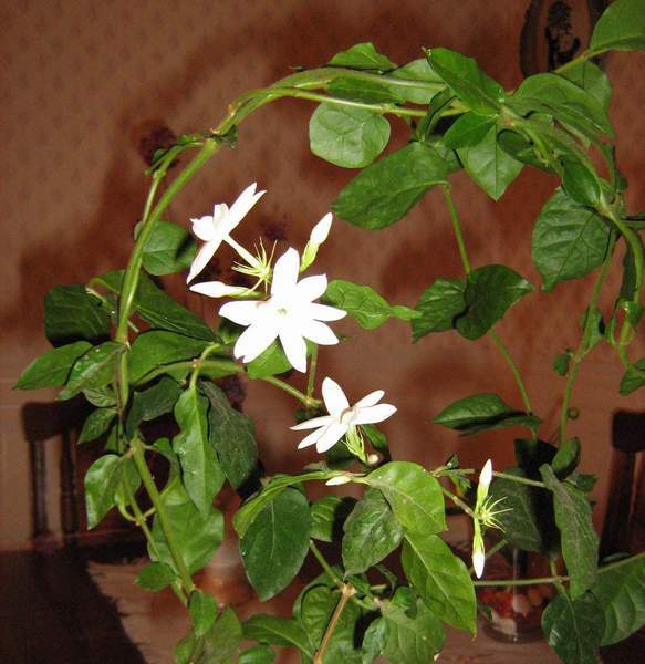 Комнатный цветок жасмин: характеристики, виды, размножение, уход за растением в горшке в домашних условиях, и как поливать и ухаживать за побегами?