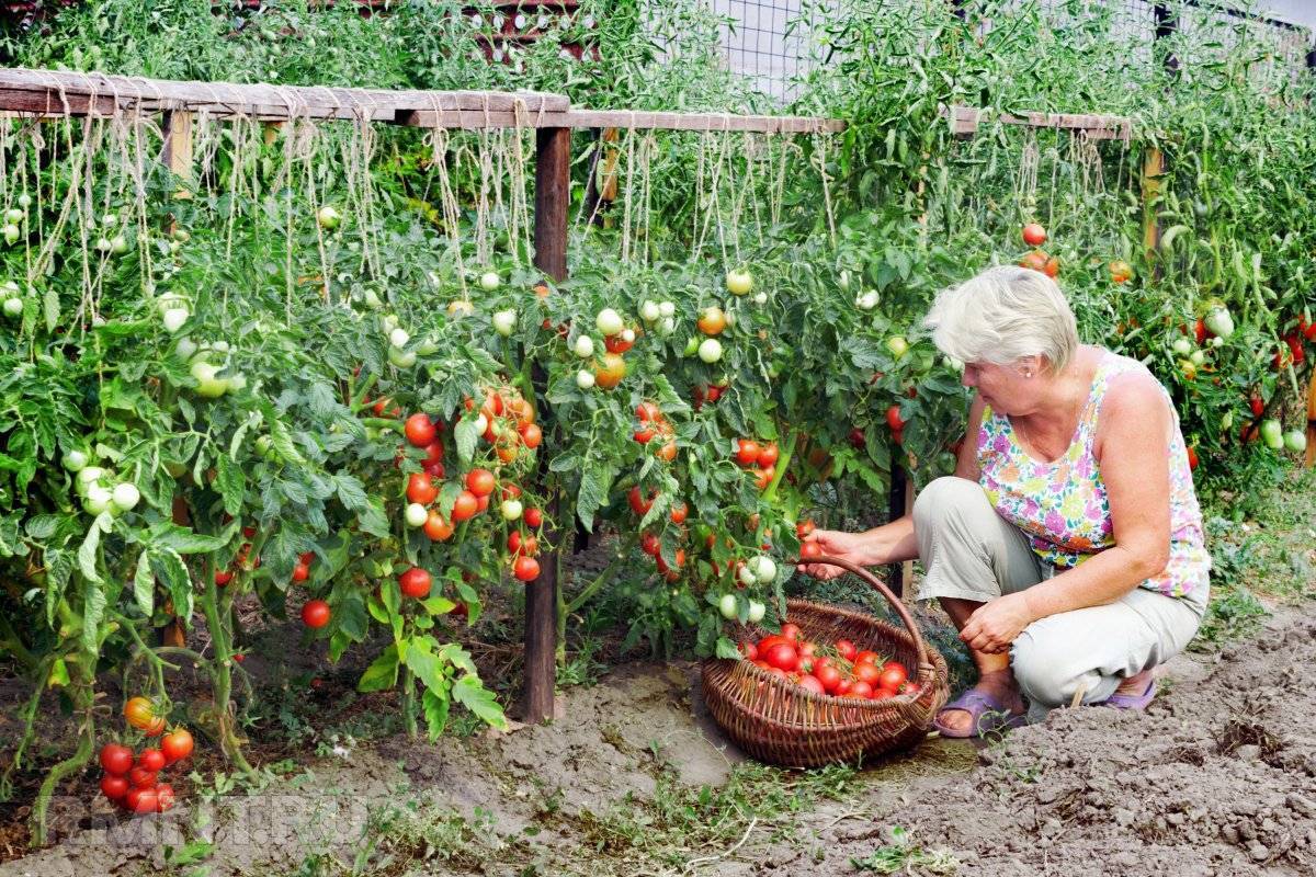 Как и зачем сажают помидоры в ведре: секрет выращивания обильного и вкусного урожая томатов необычным способом