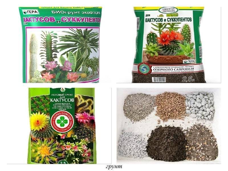 Грунт для кактусов: какая земля нужна для этих представителей суккулентов, как сделать подходящий субстрат своими руками, а также требования к почве и ее состав