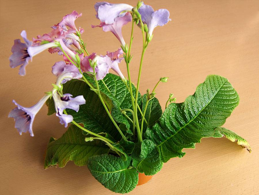 Стрептокарпус — продолжительное цветение при минимальном уходе