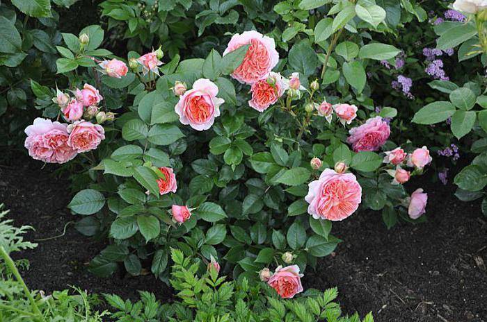 Роза сорта чиппендейл: полуплетистая садовая красавица