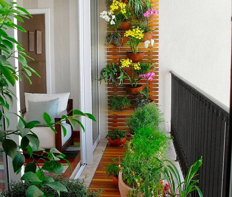 Вьющиеся растения для балкона