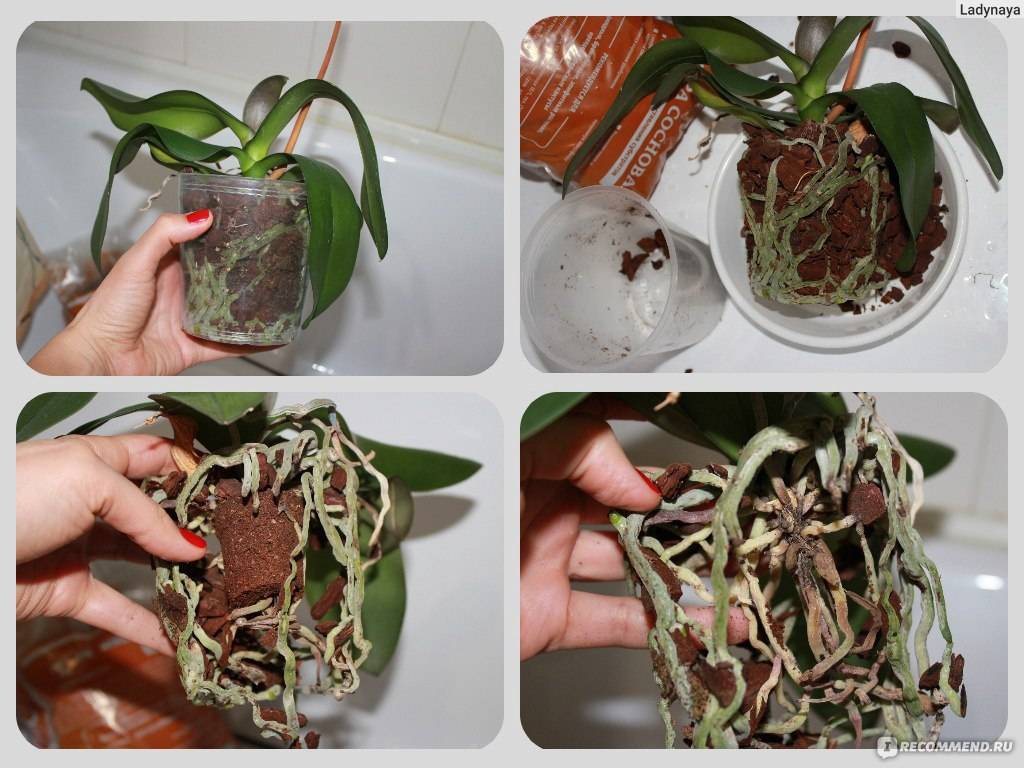 Орхидея фаленопсис - особый уход в домашних условиях | энциклопедия роз