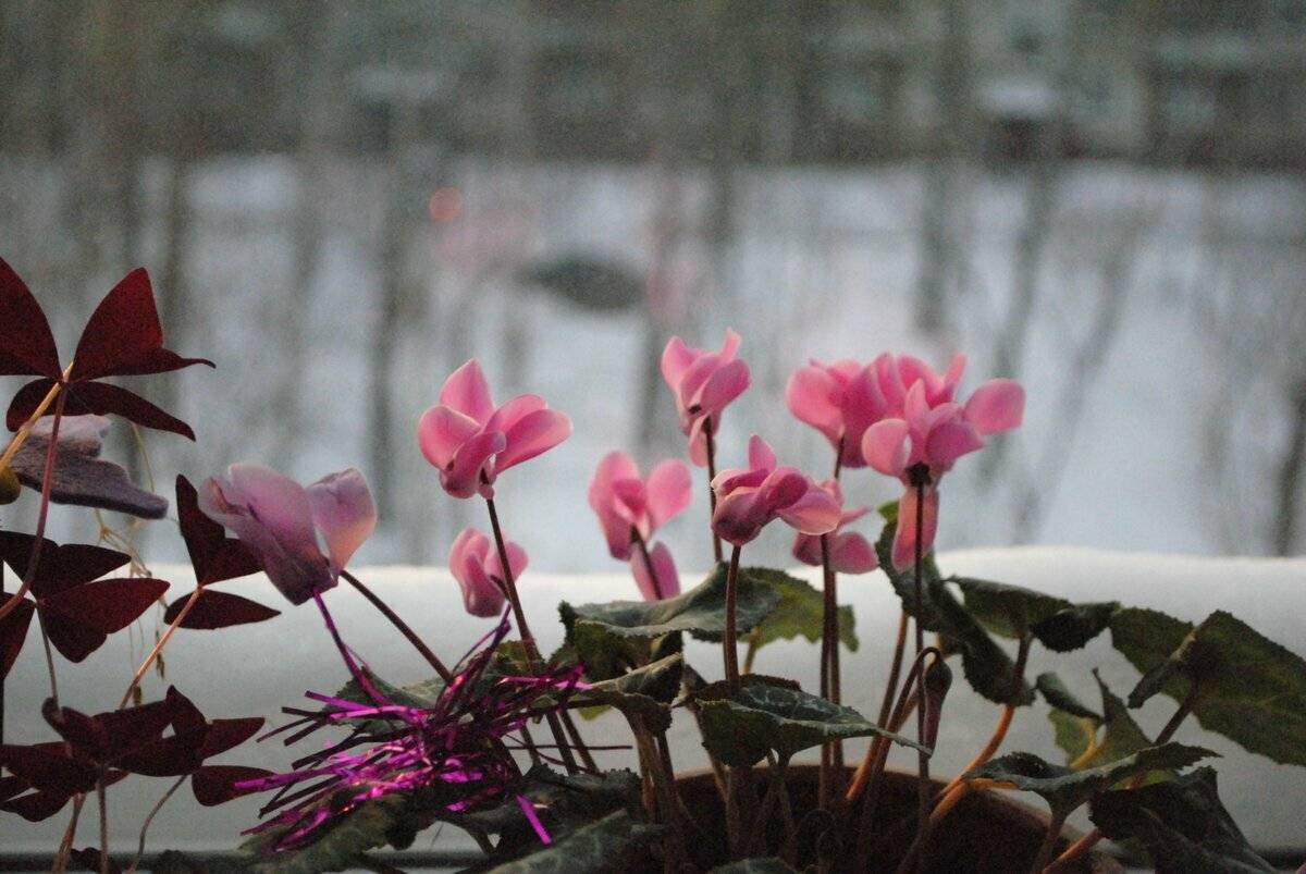 7 лучших зимнецветущих комнатных растений. список цветущих зимой комтаных цветов. названия, фото — ботаничка