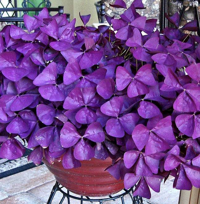 Фиолетовый цветок. цветок с фиолетовыми листьями. фиолетовые цветы: названия, фото :: syl.ru