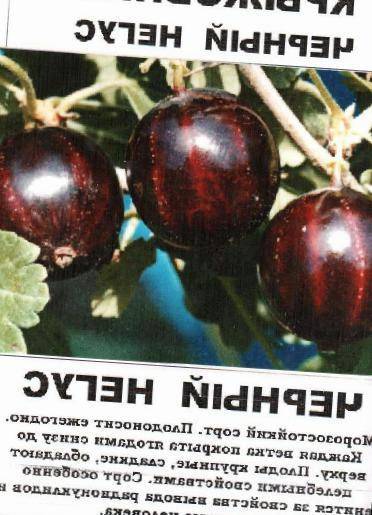 Клубника «черный принц»: плюсы и минусы сорта, как вырастить необычную ягоду