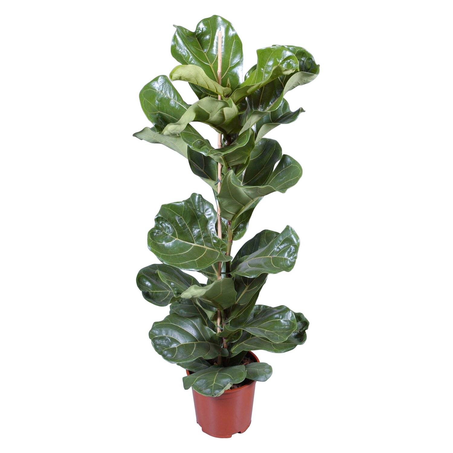 Фикус лирата и каучконосный – красивые комнатные растения для счастья в доме