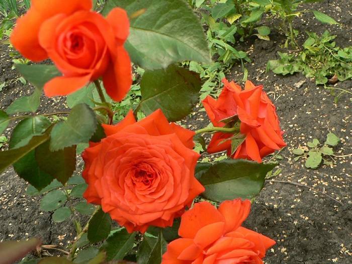 Роза Салита (Salita) — характеристики и особенности куста