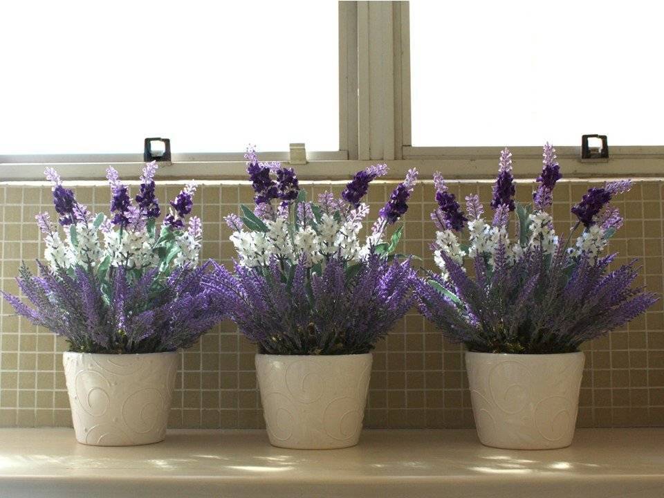 Цветы лаванды: выращивание из семян в домашних условиях и рассада