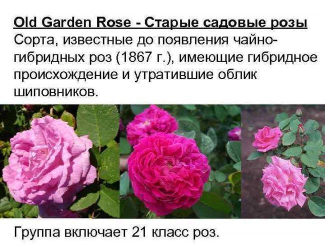 Чайно-гибридная роза вау (wow нт) - описание сорта, особенности агротехники | о розе