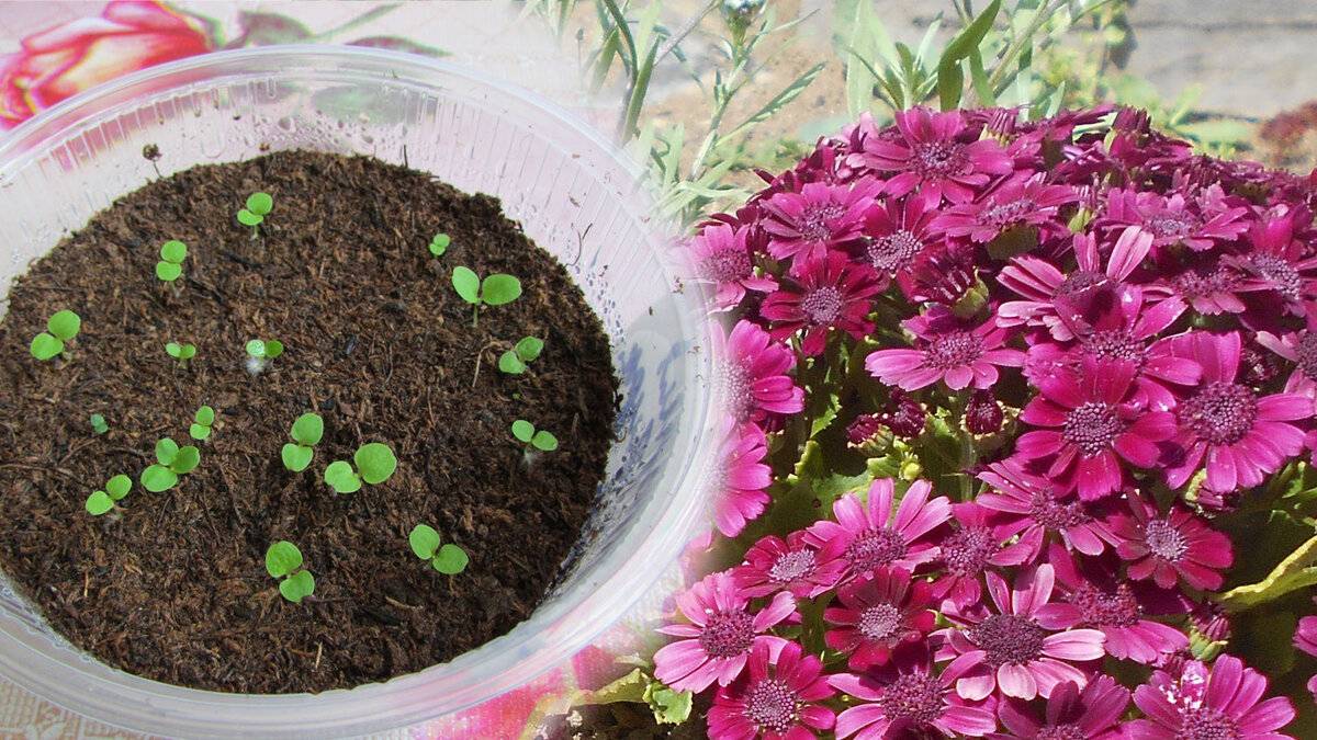 Цинерария серебристая – выращивание из семян, посадка и уход за цинерарией приморской | мир садоводства