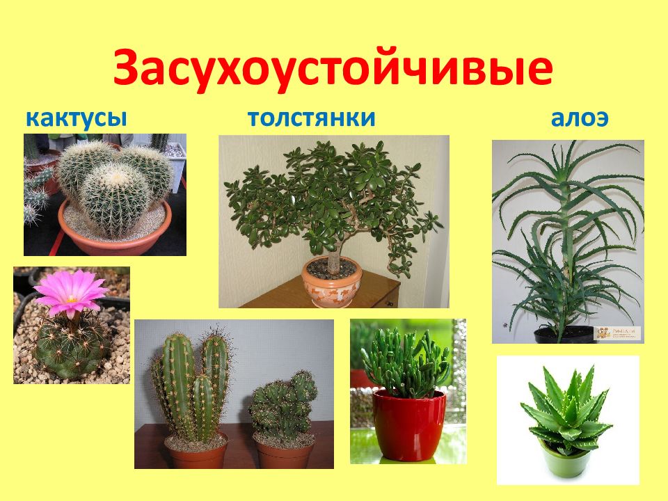 Самые неприхотливые растения для дома и офиса | журнал esquire.ru