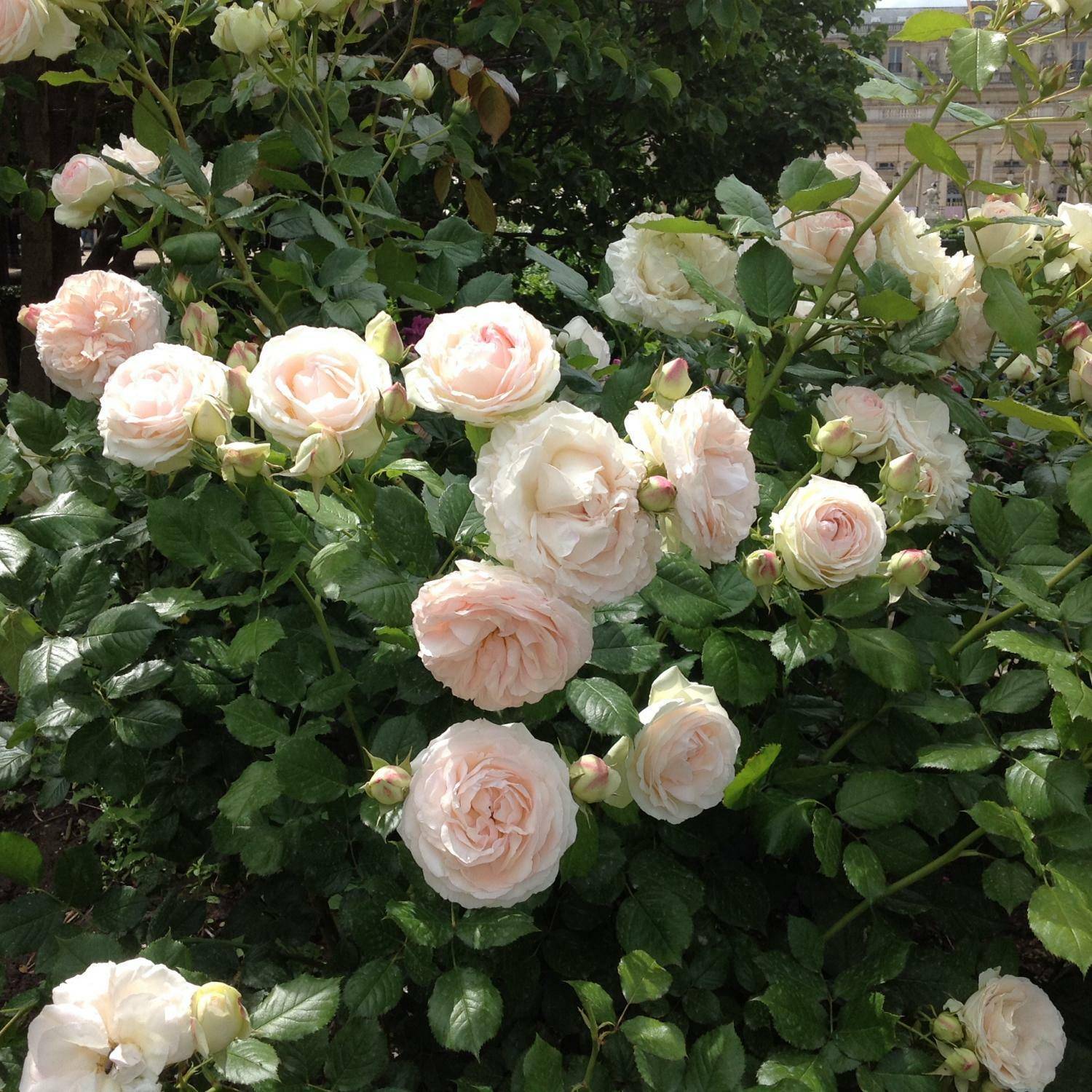 Розы клаймберы: описания лучших сортов для разных регионов, посадка и уход с фото