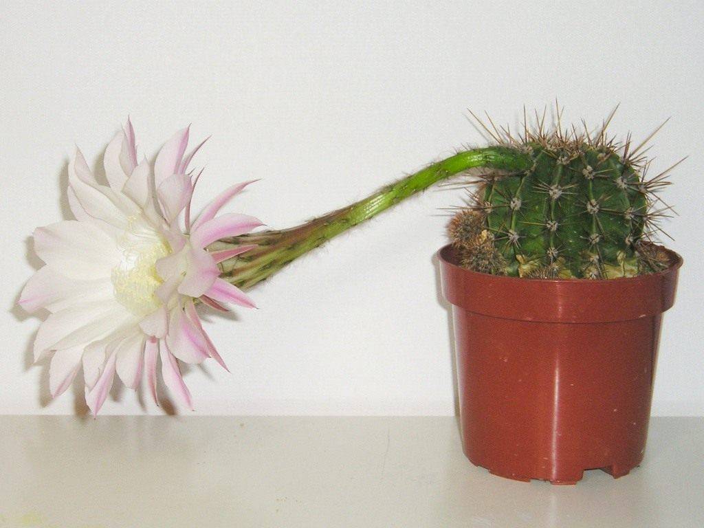 Род кактусов эхинопсис: описание и особенности ухода