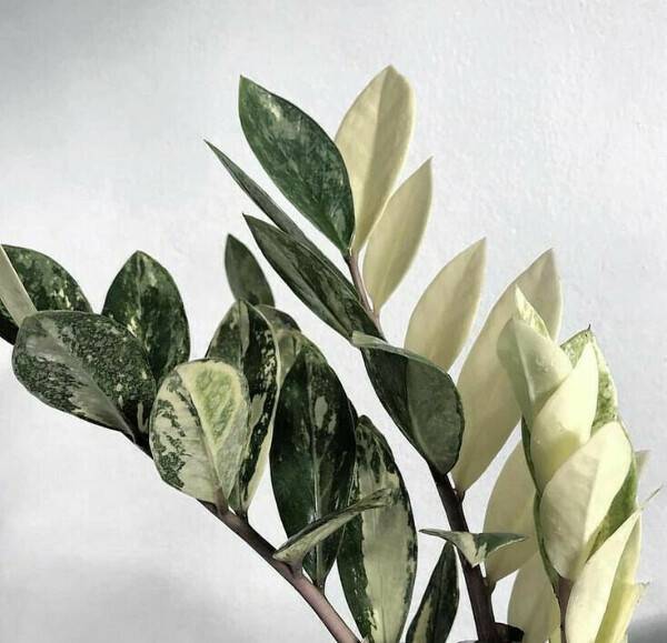 Замиокулькас — долларовое дерево. уход в домашних условиях. фото — ботаничка