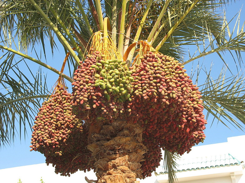 Финиковая пальма: уход, посадка, пересадка, виды с фото