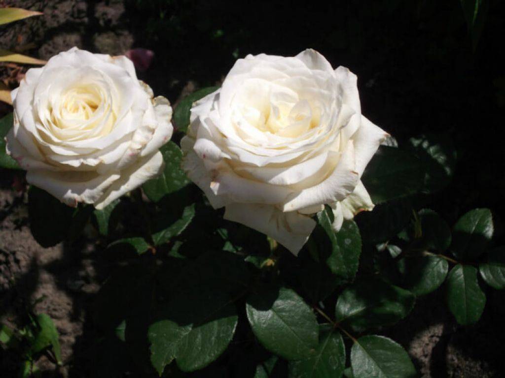 Роза анастасия: белоснежная невеста с тонким ароматом